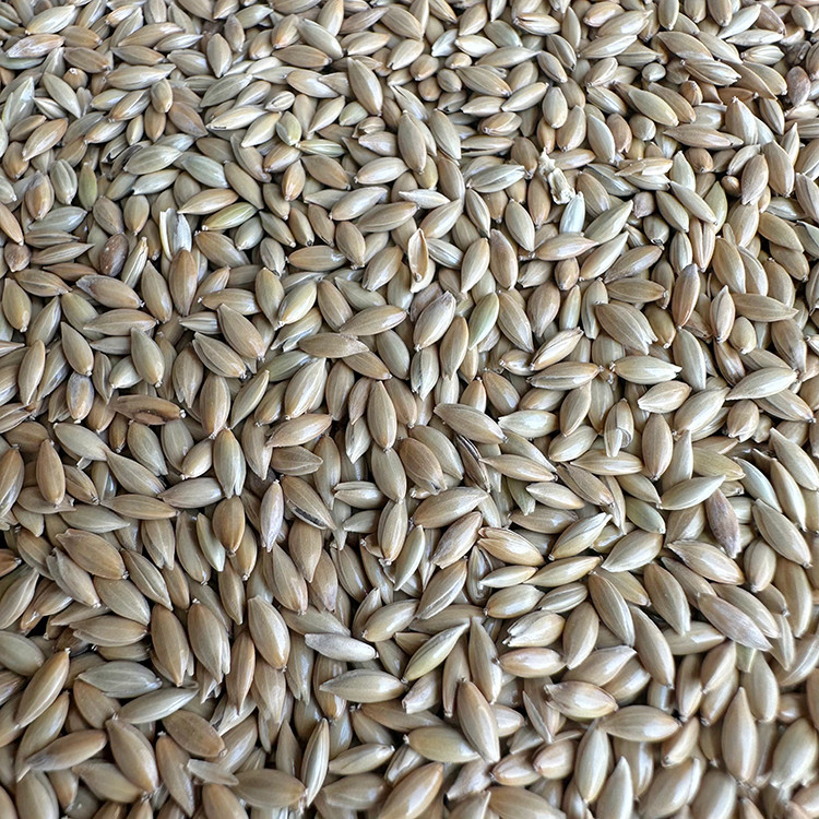 อาหารนกนกแก้ว Feed Canary Seed White Pointed Millet Canary Hibiscus Parrot อาหารนกสีเหลือง