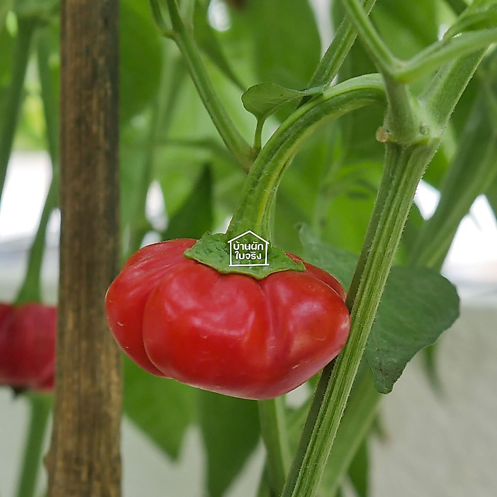 Pumpkin pepper ต้นพริกฟักทอง ในกระถาง5.7-6นิ้ว (ยังไม่ติดดอก)
