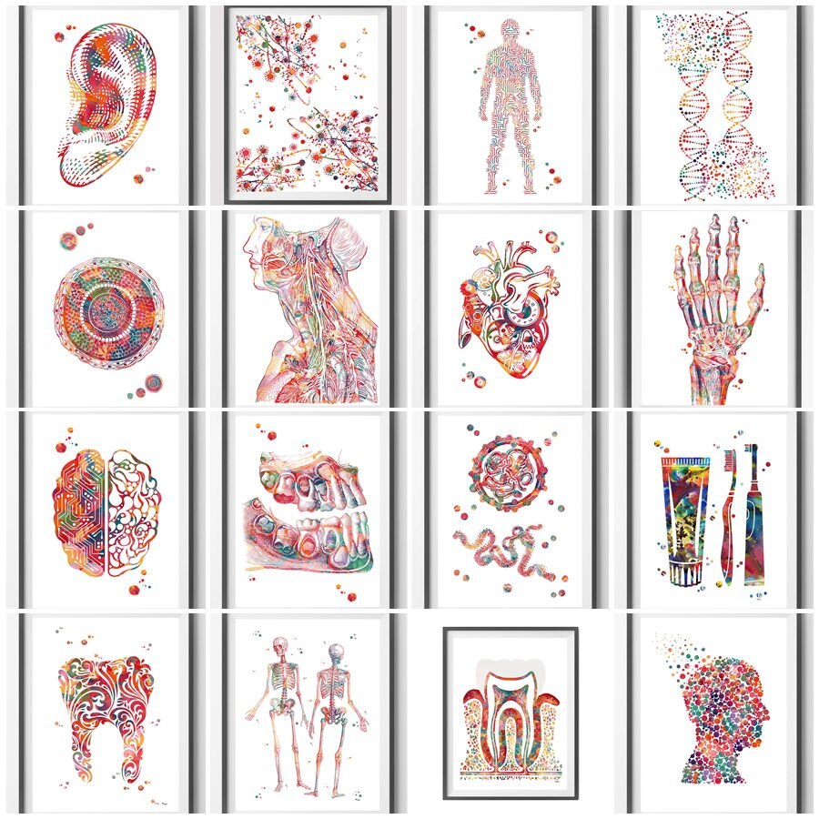 Human Anatomy สีน้ําระบบกล้ามเนื้อ Anatomy Diagram Human Wall Art การศึกษาสํานักงานตกแต่งภาพจิตรกรรม
