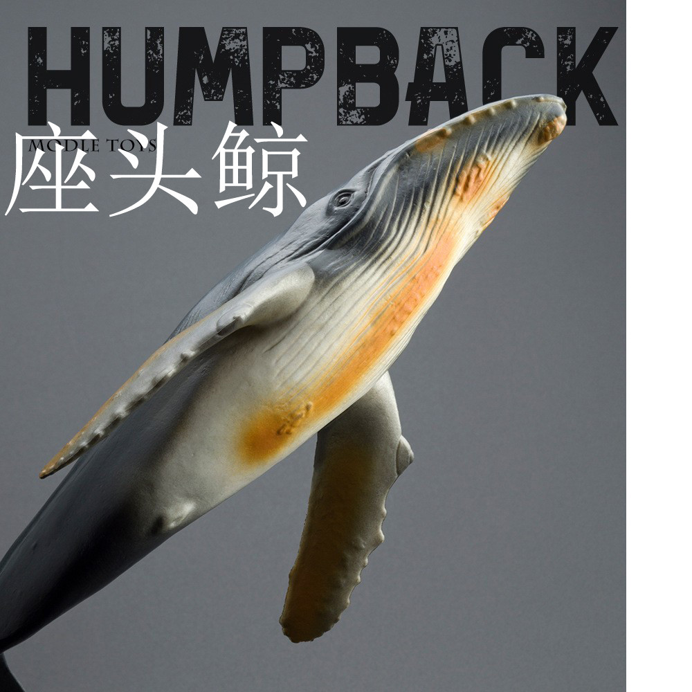Big-Winged Whale หัวของเล่นเด็กความรู้ความเข้าใจสัตว์ทะเล Whale Big-Armed Whale หลังค่อม Whale รุ่น 