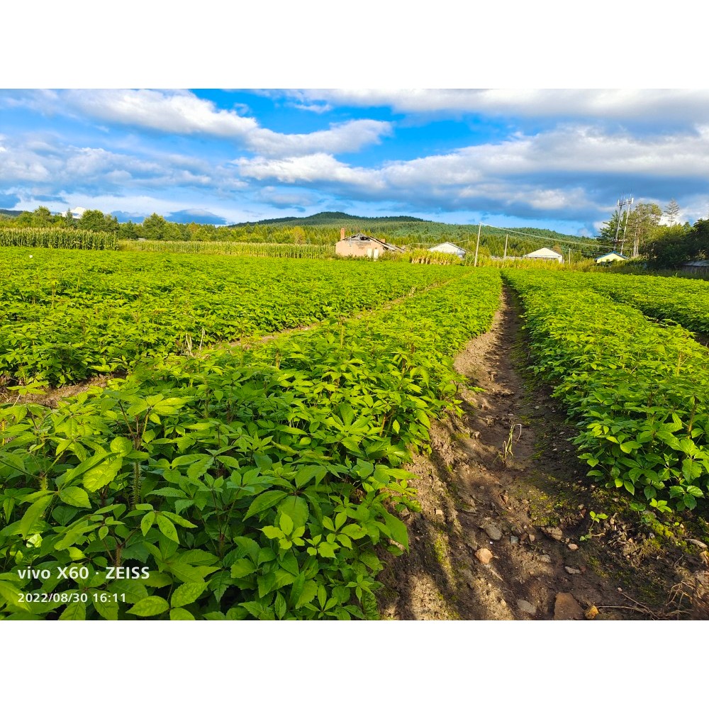 แม่น้ํามังกรดํา Yichun Meixi District Selected Acanthopana ผลิตสูง