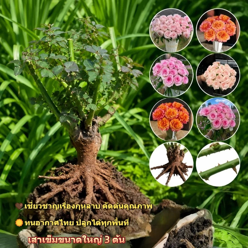 ต้นกุหลาบรากเก่าพันธุ์ผสม มีให้เลือกหลายเฉดสี คัดต้นจากสวนยูนนาน ขนาดใหญ่ รากแน่น‑แข็งแรง ปลูกในกระถาง‑สวนหน้าบ้านได้