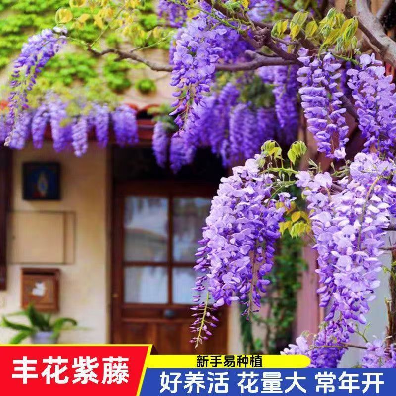 ขายร้อน Quick Shipment Wisteria กลีบคู่ Wisteria เมล็ดดอกไม้พืชปีนเขาเมล็ดดอกไม้เมล็ด Wisteria ต่ํา 
