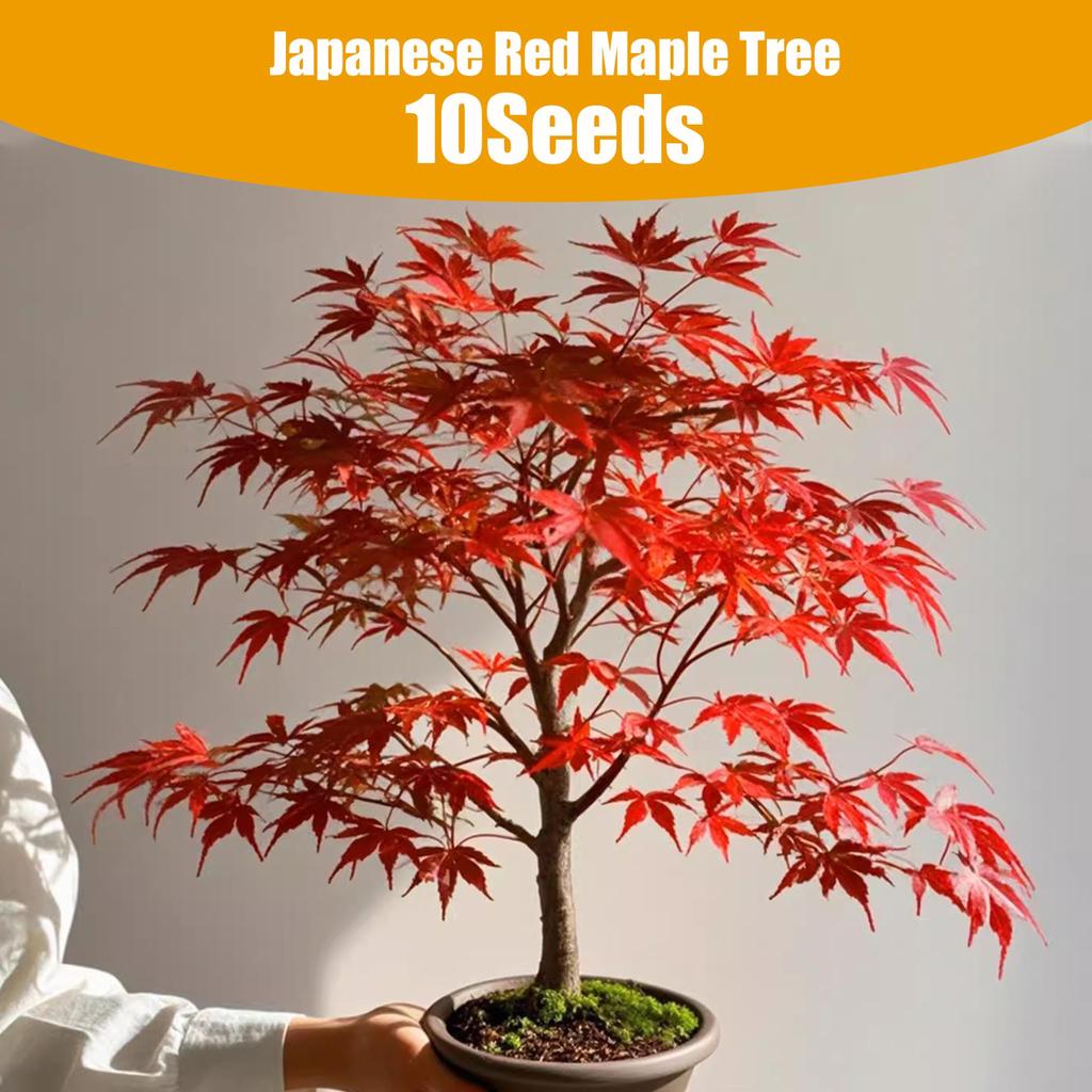 10 Seeds Pack Japanese Red Maple for Stunning Autumn Color