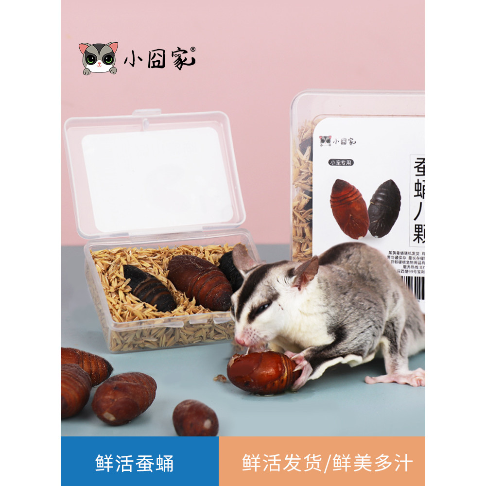 ขนมหนูแฮมสเตอร์ Honey Glider Silkworm Chrysalis Squirrel Protein Food Squirrel Honey Kangaroo Squirr