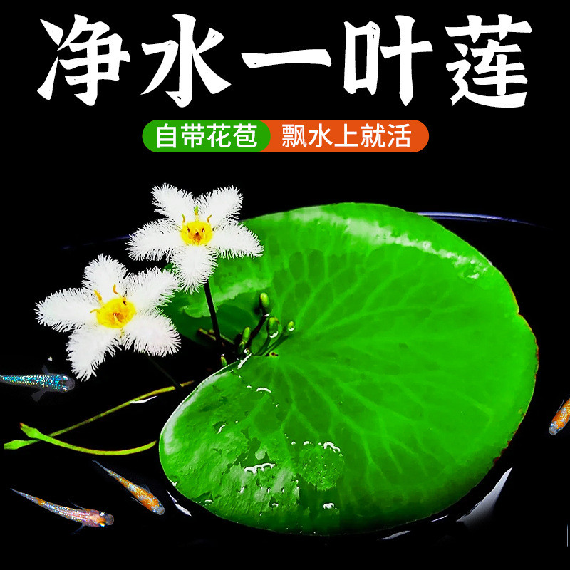 พร้อมสต็อก Fast Shipping Crazy Aquatic Plants Fish Tank One Leaf Lotus Duckweed Aquatic Plants Water