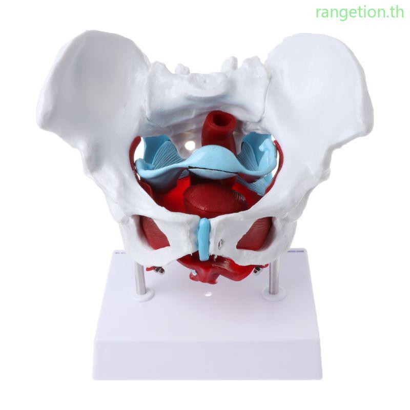 RAN หญิง Pelvis แบบจําลองกล้ามเนื้ออุ้งเชิงกรานกล้ามเนื้อมดลูก Ovary กล้ามเนื้อการสอนทรัพยากร E