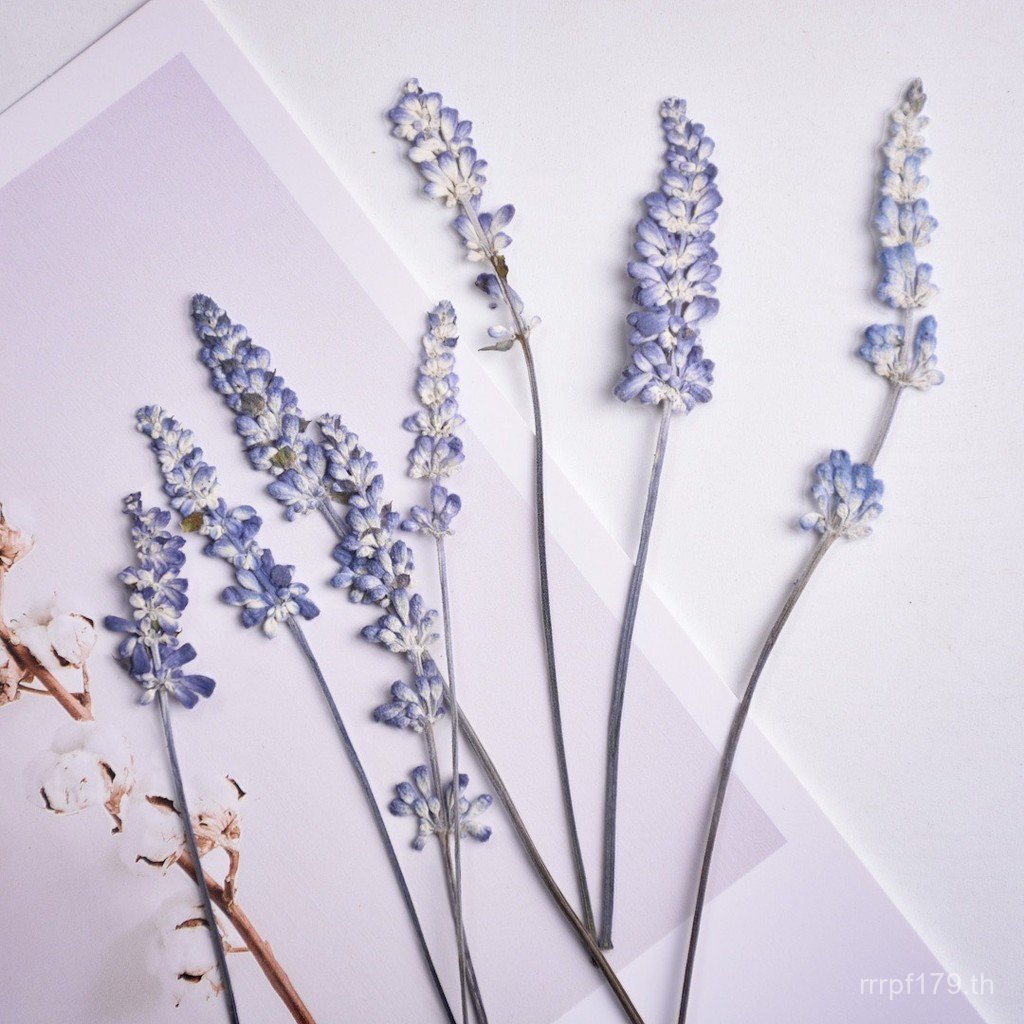 กรอบรูปธรรมชาติ Sage กับเทียนดอกไม้แห้ง พร้อมบุ๊คมาร์คและน้ำมันหอมระเหย ตกแต่งด้วยดอกไม้แห้งลาเวนเดอ