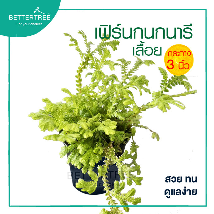 เฟิร์นกนกนารีเลื้อย กระถาง 3 นิ้ว ต้นไม้ในร่ม ไม้ในร่ม