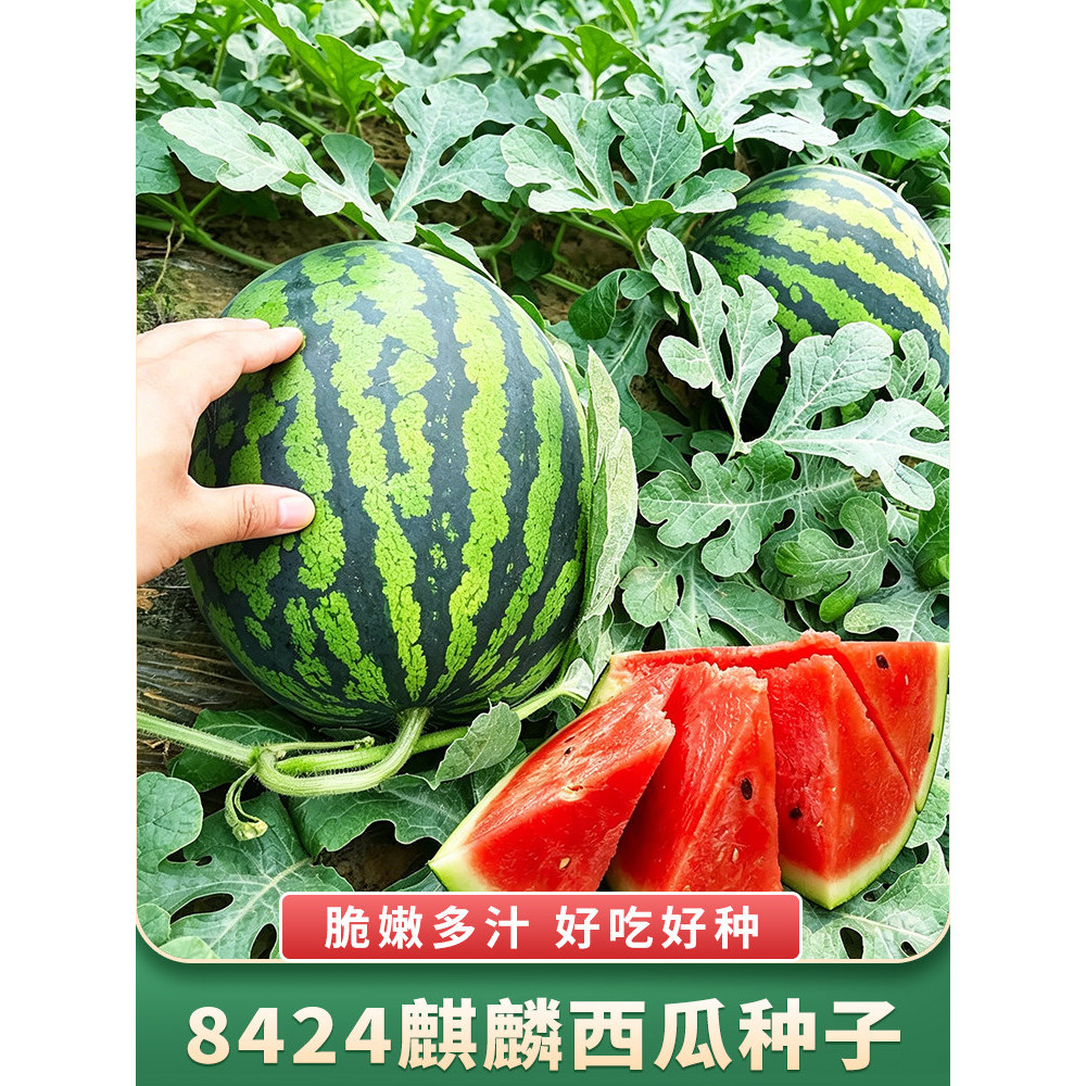 现货热卖冰糖麒麟西瓜种子【全店满5元】无籽8424大西瓜四季水果种子Candy Kirin Watermelon Seeds [Store Full of 5 yuan]]20260725