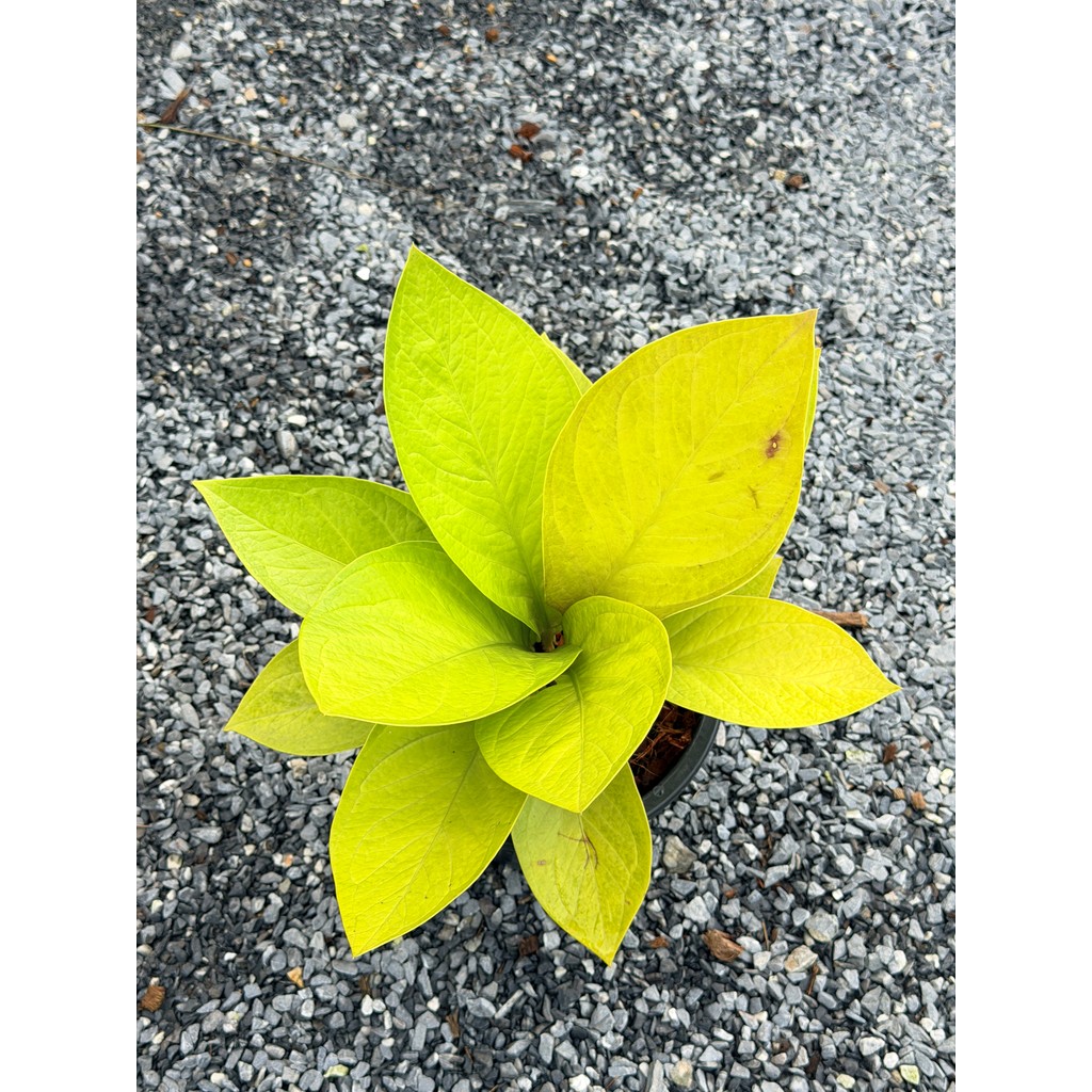 มุมมอง 7