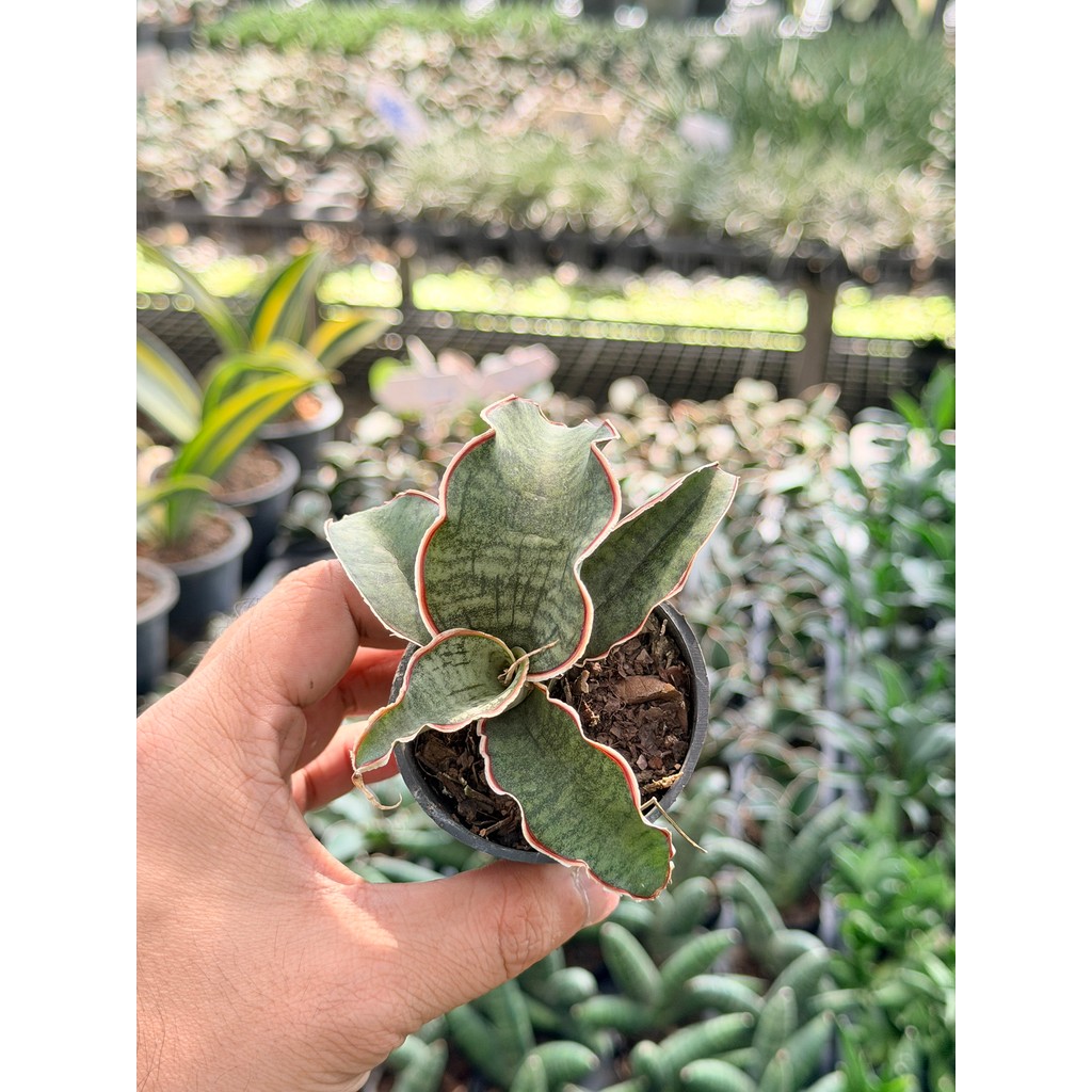 มุมมอง 2