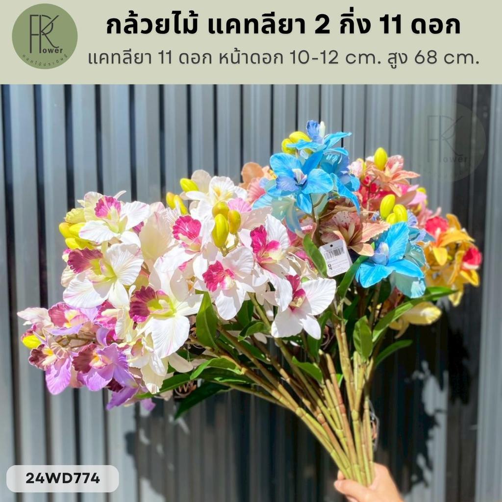 กล้วยไม้ 2 กิ่ง 11 ดอก หน้าดอก 10-12 cm. สูง 68 cm. ราคา ถูกที่สุด ดีลบีเคเค