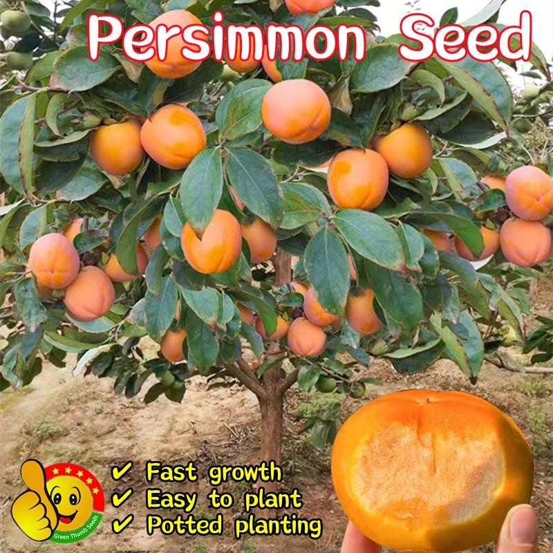10เมล็ด เมล็ดพันธุ์ ลูกพลับ Persimmon Seeds Fruit Seeds บอนไซ ต้นไม้มงคล เมล็ดพันธุ์บอนสี เมล็ดพันธุ์ผลไม้  Plants