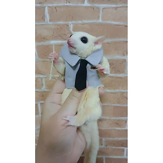 🌟🌟ถูก​ที่สุดเสื้อชูก้า​พร้อมสายจู​ง🌟🌟[[[ Pepzi&Family ]]]] เสื้อพร้อมสายจูงชูก้า ชูก้าร์ ชูการ์ไกรเดอร์ ชูการ์ไกลเดอร์