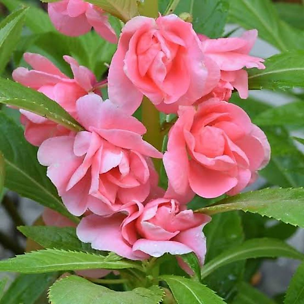 เมล็ดดอกเทียนซ้อน 40 เมล็ด เทียนกุหลาบ สีขาว รูปที่ 3