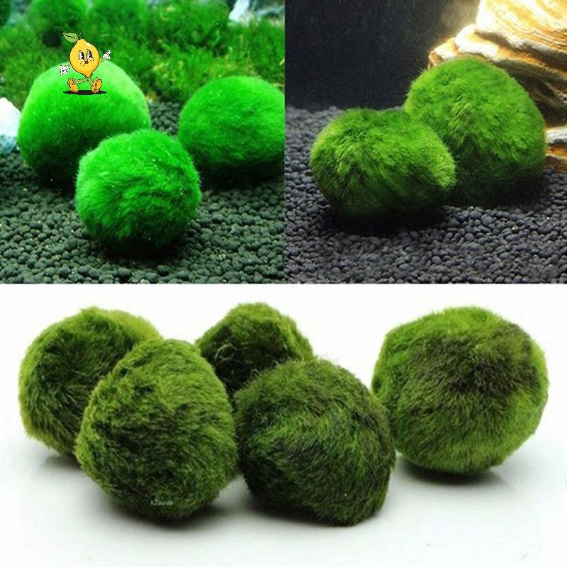 [mozh-t] 3-4 ซม. Marimo Moss Balls Live Aquarium พืชสาหร่ายปลากุ้งถังเครื่องประดับจําลองลูกบอลสาหร่า