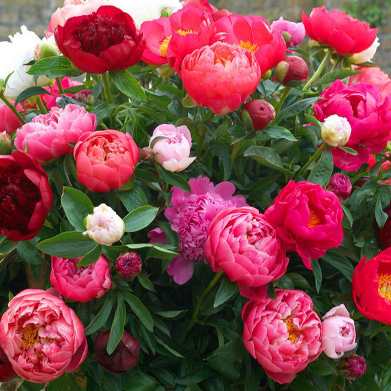 Ready Straw Peony Flower Seed Four Seasons Sowing Flower Seed Peony Flower Seed Courtyard ระเบียง Fl