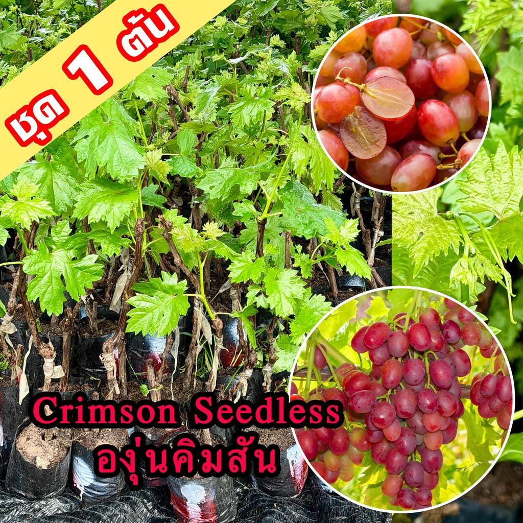 1 ต้นองุ่น Crimson Seedless ต้นพันธุ์องุ่นคิมสันเสียบยอดไร้เมล็ดสูง 40-60 ซม. หรืออีกชื่อองุ่นลิ้นจี่ ผลหวานหอมเนื้อแน่น