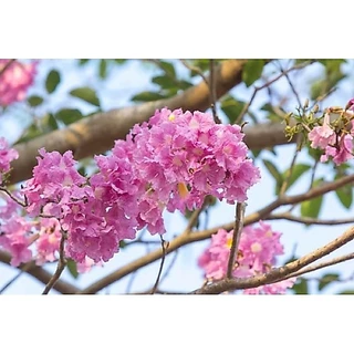 ต้นชมพูพันธุ์ทิพย์ มี2ขนาด 10-15 เซน 12 บาท และ ต้นใหญ่ 40-50 เซน 39 บาท 🌸🌿 สินค้าเสียหาย แจ้งทางร้านได้เลยจ้า