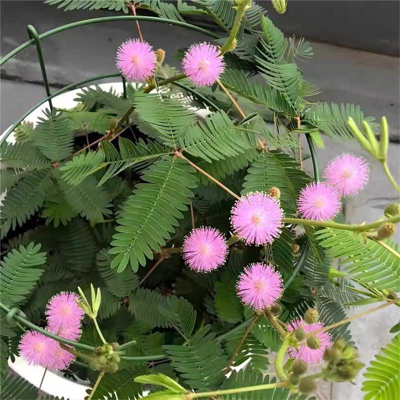 ร้อนขายทันที Mimosa เมล็ด Mimosa เมล็ด Mimosa เมล็ด Afraid of Four Seasons กระถางต้นไม้ระเบียงพืช
