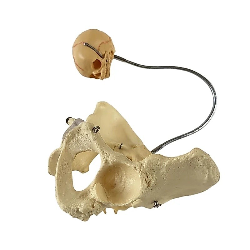 Human Midwifery กระบวนการรุ่นหญิง Joint Pelvis สําเนากระดูกสันหลังส่วนเอวการสาธิตโครงกระดูก Pelvis ก