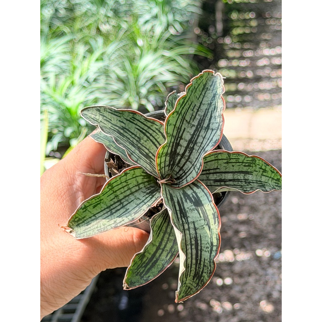 มุมมอง 3