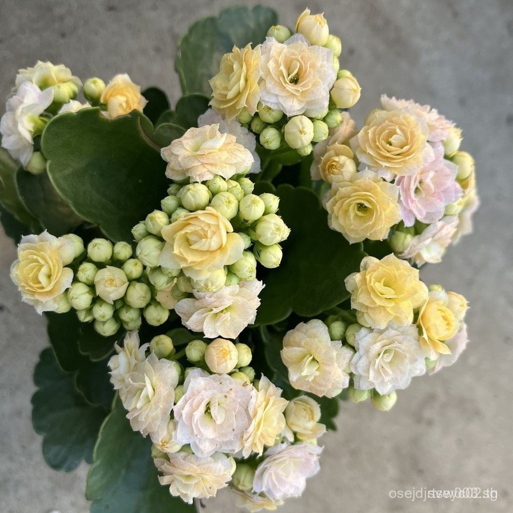 หลากหลายที่หายากของ Kallanchoe Vanilla Ice Cream Dream Lace110Potted Flower Buds Shipment ระเบียงสํา