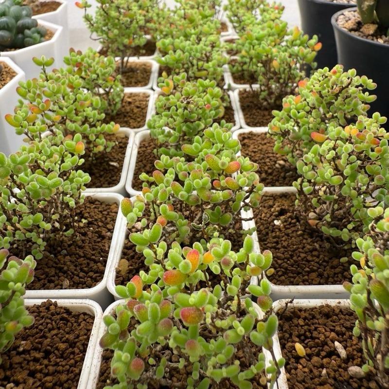 เม็ดข้าวเขียวทรงพุ่มต้นเล็ก Drosanthemum