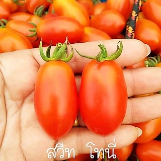 มะเขือเทศ📌10แถม1!!🎯ถูกที่สุด10บ.🎯เมล็ดพันธุ์มะเขือเทศทุกสายพันธุ์ 5-20 เมล็ด🌿 ปลูกง่าย🌱โตไว🌱ผลดก