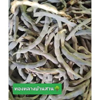 เมล็ดทองหลางน้ำกินใบหายาก(20 เม็ด )***ไม่รับเครมทุกกรณีเพราะค่อนข้างถูกกว่าร้านอื่น1ปีจะมีแค่1ครั้งเท่านั้นขอบคุณค่ะ**