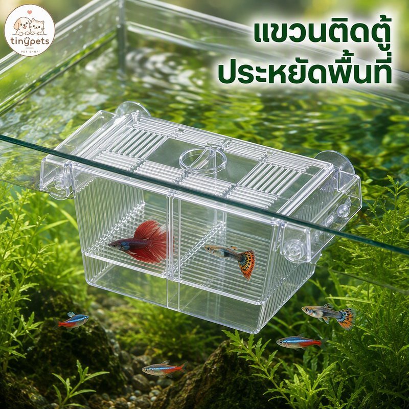 กล่องแยกปลา ติดกระจก จุ๊บดูด กล่องอนุบาลปลา กล่องเพาะพันธุ์ปลา 1 ช่อง 2 ช่อง สำหรับตู้ปลา