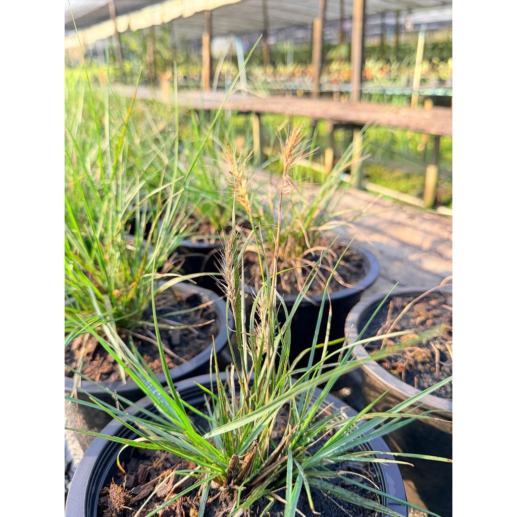 หญ้าน้ำพุแคระ 8 นิ้ว - Dwarf Fountain Grass - มุมมองที่ 4