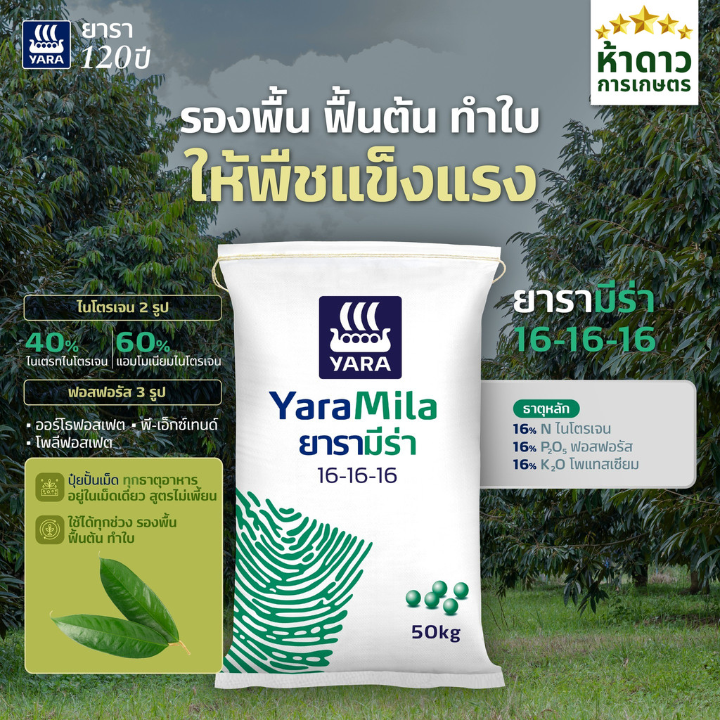 (ยกกระสอบ50กก.) ปุ๋ยยาร่ามีร่า 16-16-16 ใช้ได้ตั้งแต่ช่วงรองพื้น ฟื้นต้น ถึงทำใบ ต้นสมบูรณ์ ใช้ได้กับทุกพืช