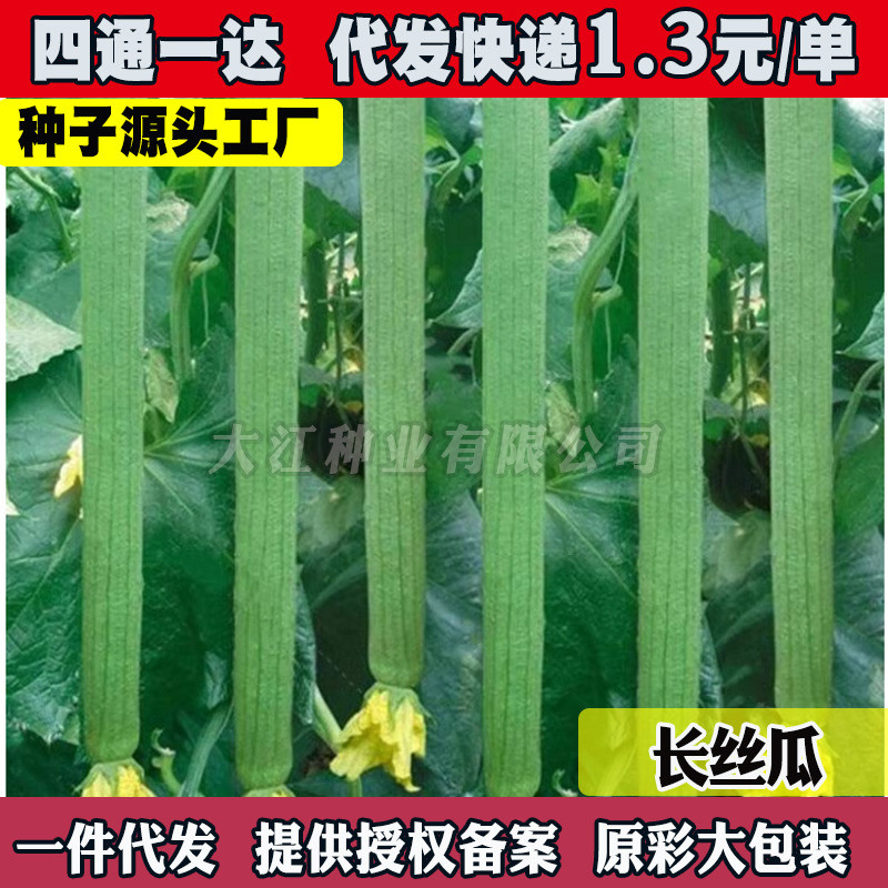 现货*长香丝瓜种子香嫩早熟丝瓜种子2-7月南北方丝瓜籽水瓜菜种子Changxiang loofah seeds, fragrant, tender, and early-maturing loofah
