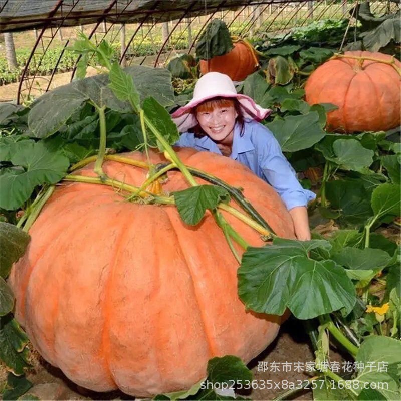 现货热卖南瓜种子懒人南瓜种子观赏庭院食用四季蔬菜种子大全Pumpkin seeds, lazy-person pumpkin seeds, ornamental for the yard and ed