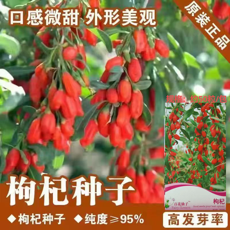 现货*枸杞种子正宗宁夏红枸杞籽中枸杞春夏秋季播阳台庭院可泡水Goji seeds, authentic Ningxia red goji berries—goji from within the be