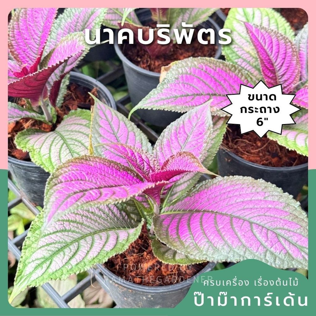 นาคบริพัตร ส่งพร้อมกระถาง 6 นิ้ว