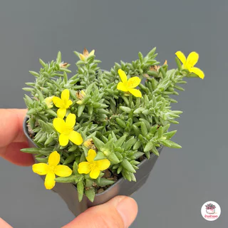 คุณนายตื่นสายโซมาเลีย ดอกเหลือง portulaca coralina กุหลาบหิน cactus&succulentหลากหลายสายพันธุ์