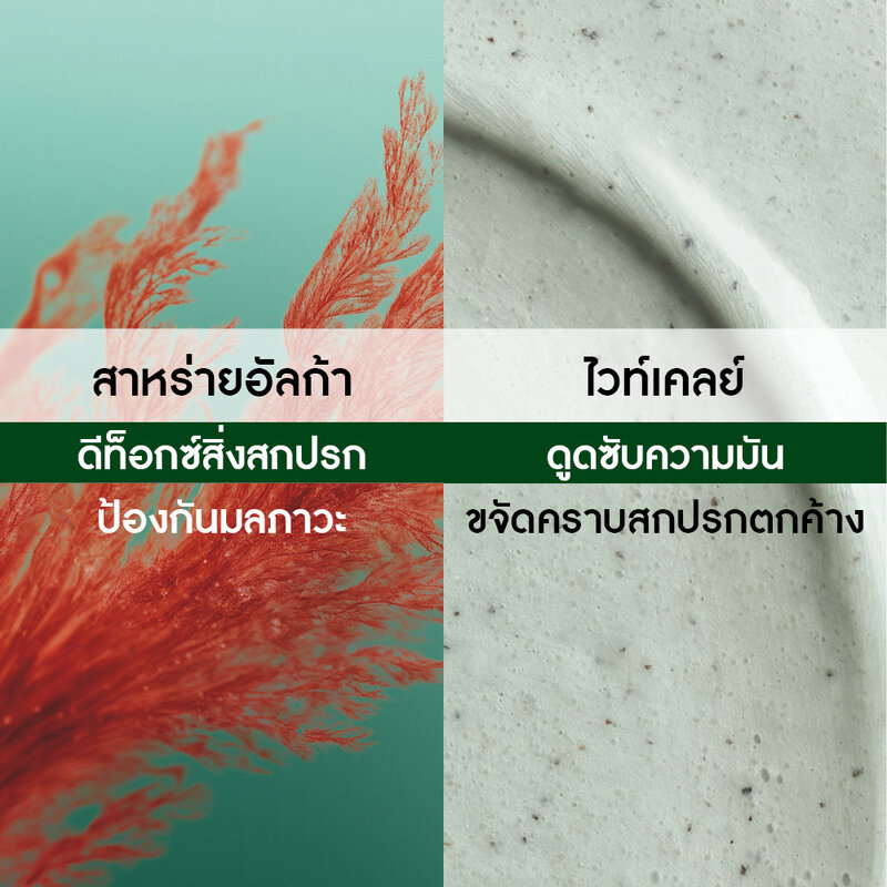 Yves Rocher Purity Scalp Exfoliating Mask 2in1 200ml อีฟ โรเช 2in1 มาสก์และสครับทำความสะอาดหนังศีรษะ สำหรับผมมัน. - รูปที่ 2