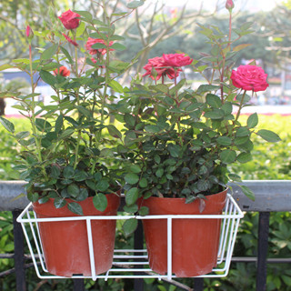 ที่แขวนกระถางดอกไม้ กระถางแขวนระเบียง วัสดุแข็งแรง แขวนริมระ…