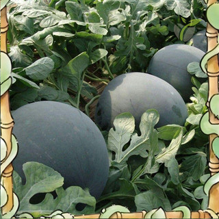Efficient germination 20Biji Benih Tembikai Kulit Hitam Tanpa Biji / Black Peel Seedless Watermelon 黒皮无籽西瓜籽