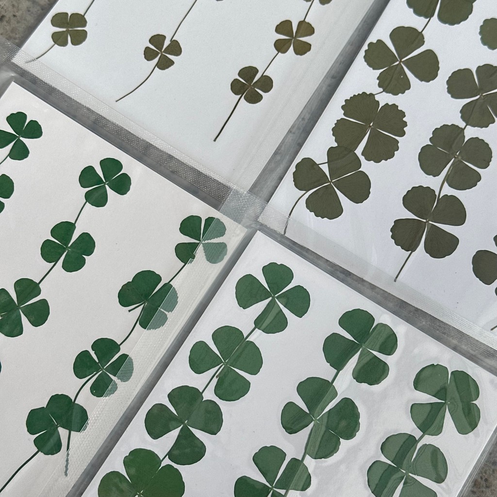 พร้อมส่ง | ใบโคลเวอร์4แฉก Clover ใบไม้ทับแห้ง ใบไม้จริง Pressed Clover Leaves