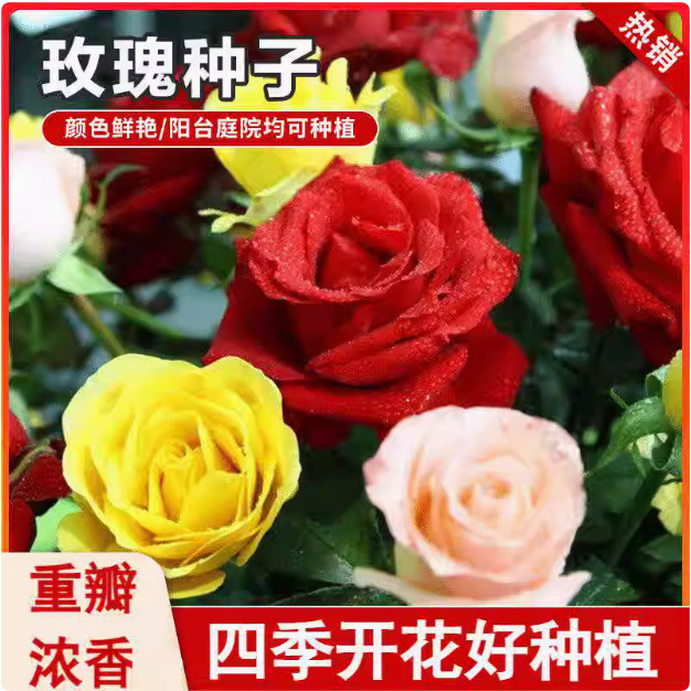现货热卖玫瑰花种籽子四季开花盆栽花卉植物室内外鲜花种子易爆盆庭院阳台Rose seeds, four-season blooming potted flowers, plants.20260321