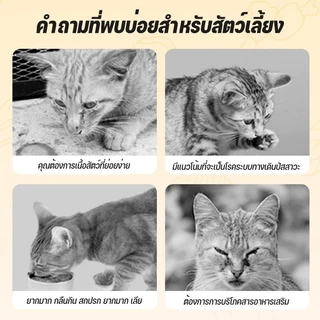 (10 กระป๋อง) Mango อาหารแมวกระป๋อง อาหารแมวเกรดพรีเมี่ยม อาหารแมวเปียกออร์แกนิก อาหารสุนัข 90g วันที่ผลิตสด พร้อมส่ง