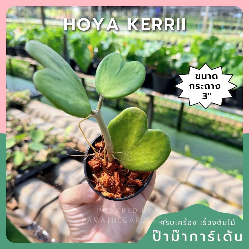 มุมมอง 6