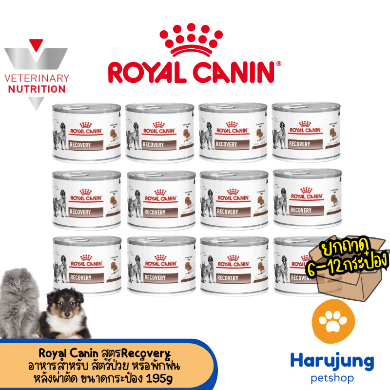 [6-12 กระป๋อง] Royal Canin Recovery อาหารเปียกประกอบการรักษา สัตว์ป่วย หรือพักฟื้นหลังผ่าตัด กระป๋อง 195g