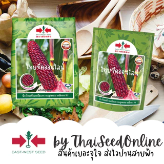 Sorndang(ศรแดง) EWCOM 9/70 ถุงใหญ่ บรรจุ 5,000 เมล็ด เมล็ดพันธุ์ข้าวโพดข้าวเหนียวหวานสีม่วงล้วน มณีแดง ตราศรแดง