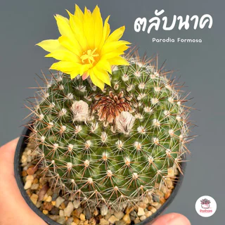 ตลับนาค Parodia Formosa แคคตัส กระบองเพชร cactus&succulent