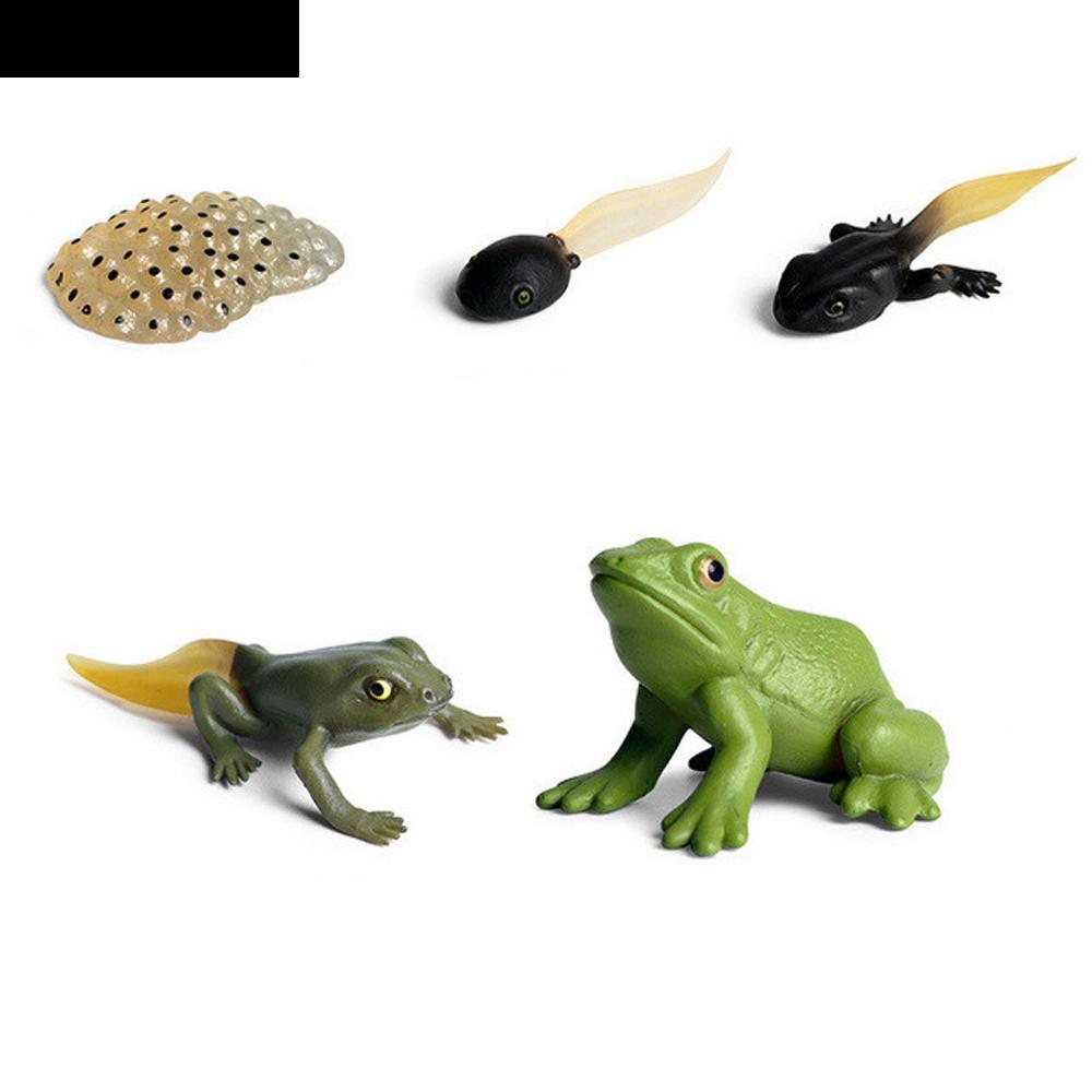 AUBREY1 Growth Cycle รุ่นวิทยาศาสตร์ของเล่นสื่อการสอนผีเสื้อ Growth Cycle สําหรับเด็กชีววิทยาไก่ตัวเ